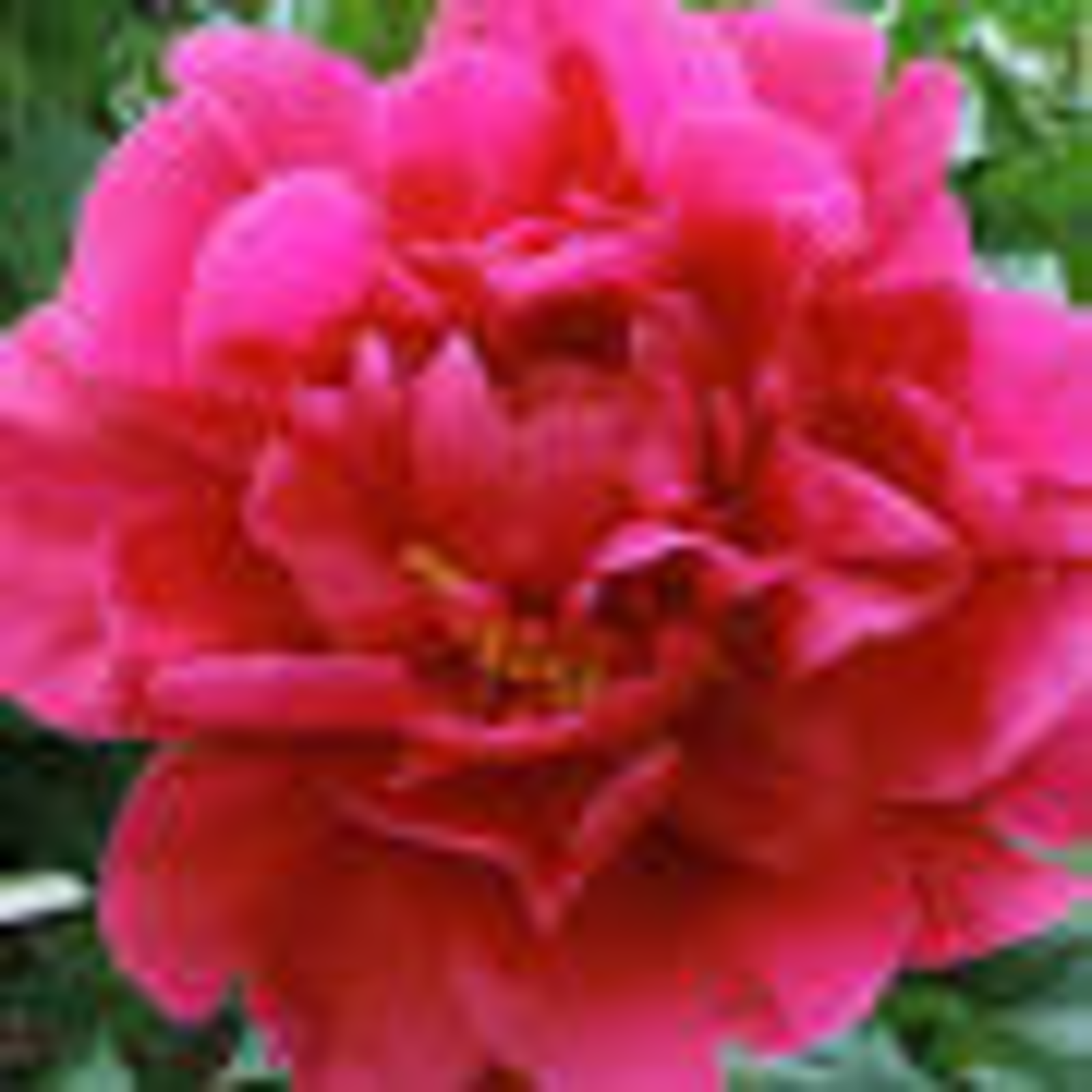 President Franklin.D. Roosevelt Peony, 3-5 eye